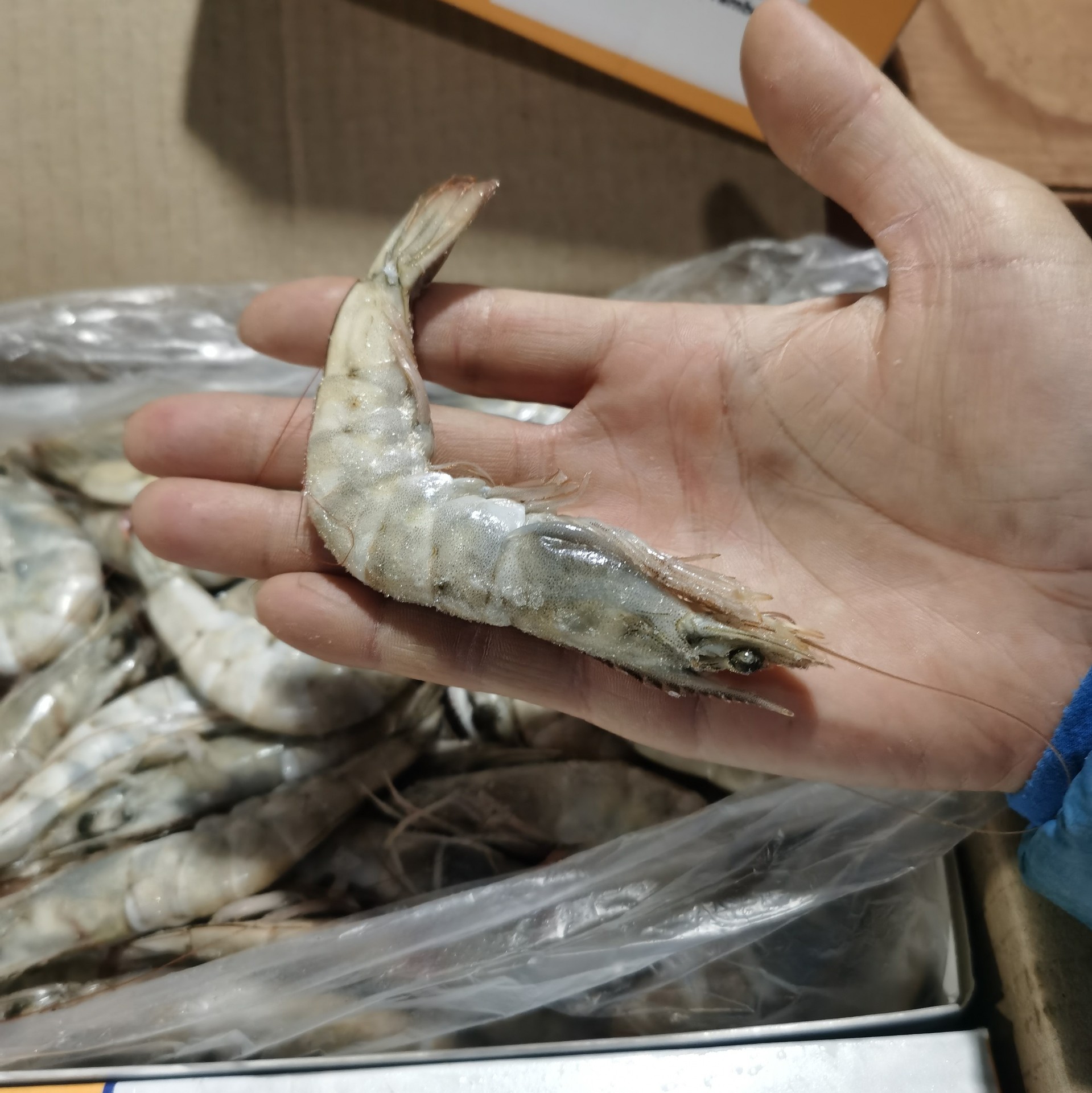 王牌盐冻4050厄瓜多尔白虾1.5kg对虾基围虾海捕虾青岛大虾海虾