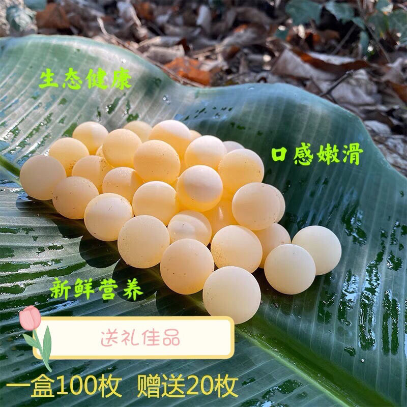 甲鱼甲鱼蛋甲鱼苗