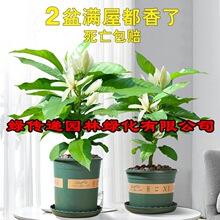 白兰花盆栽花卉植物室内玉兰树苗带花苞四季开花浓香型黄角兰好养