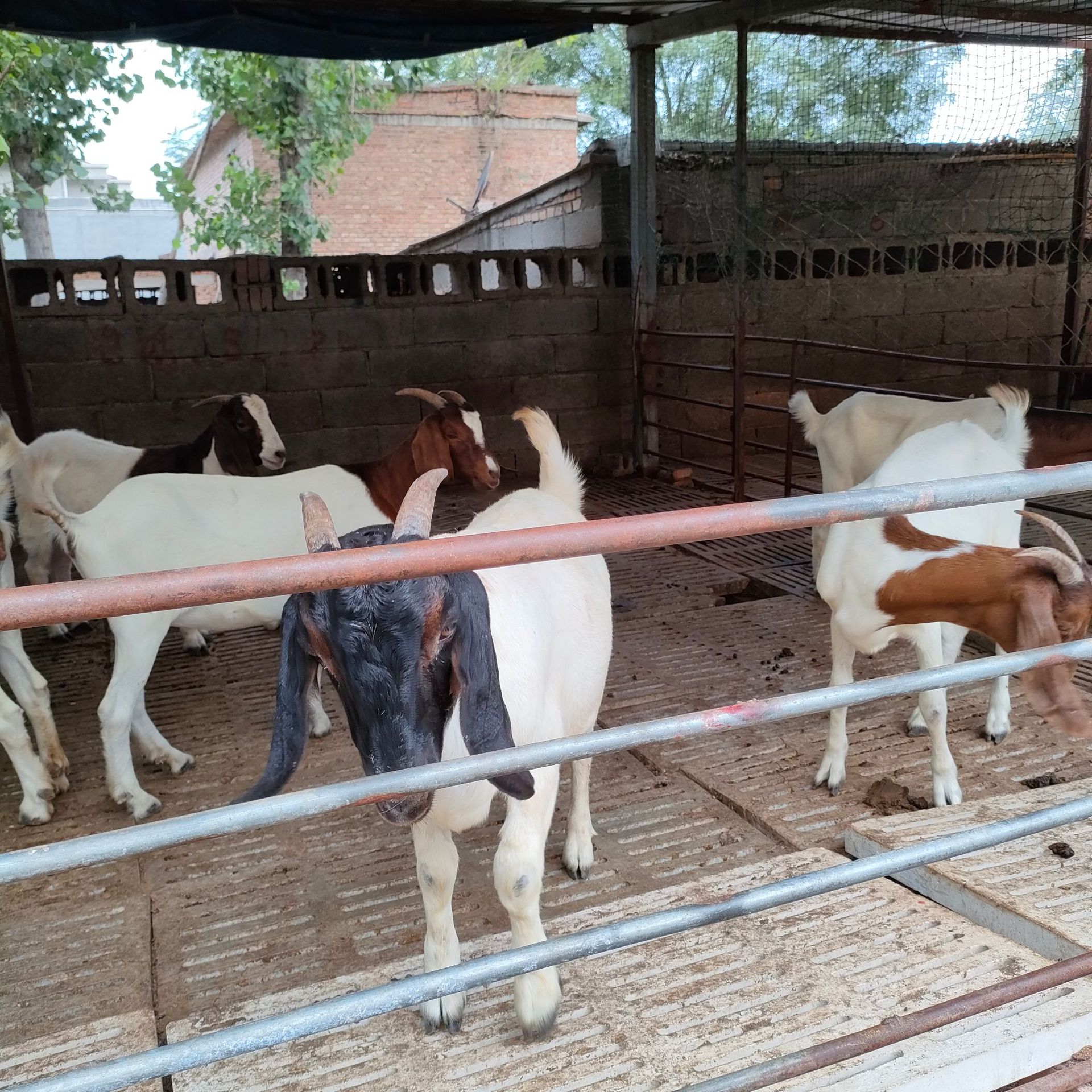 广西肉羊养殖场 羊羔 母羊 改良波尔山羊活羊价格 长势快出肉率高