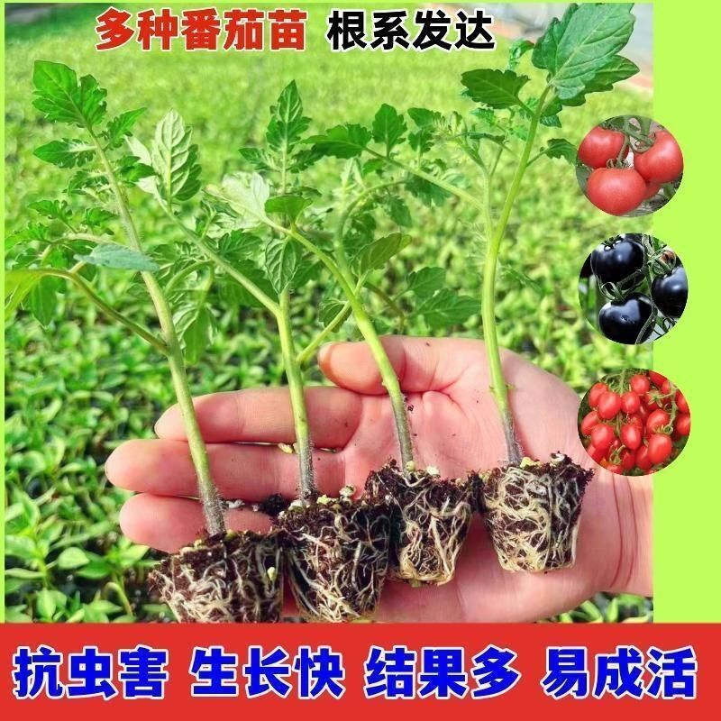 西红柿秧苗番茄苗四季辣椒苗朝天椒小米辣薄皮椒杭椒线椒圣女果苗
