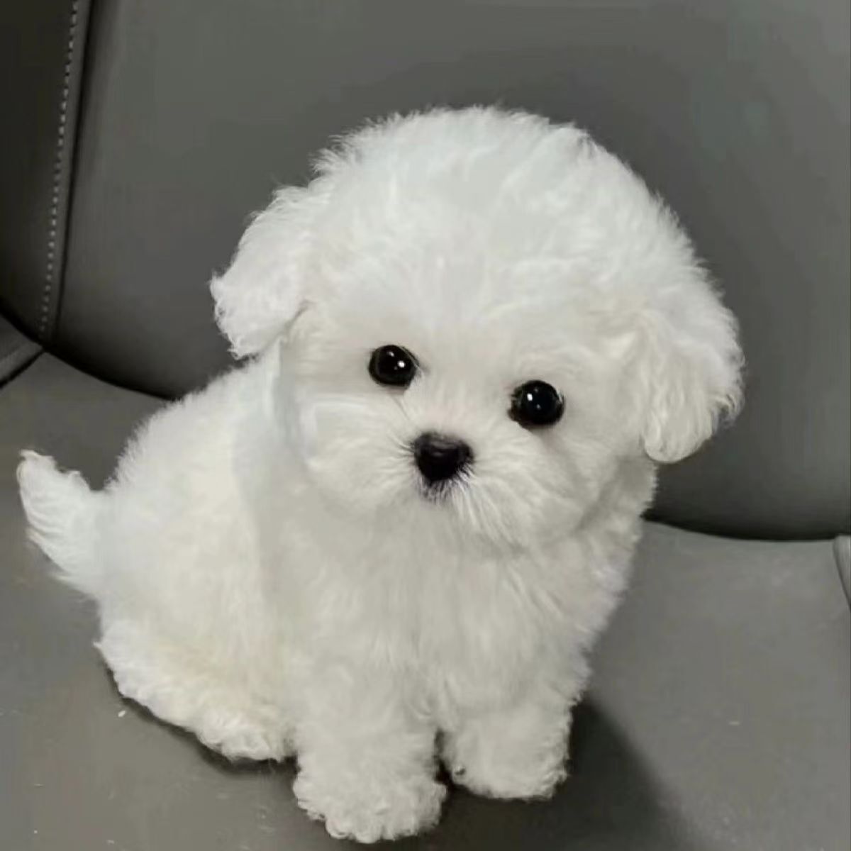 比熊犬宠物狗幼犬可爱棉花糖小比熊短毛小型犬便宜2个月活泼幼崽