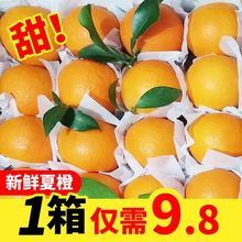 橙子当季新鲜脐橙橙子新鲜橙子秭归夏橙水果当季现摘橙子3/5/10斤
