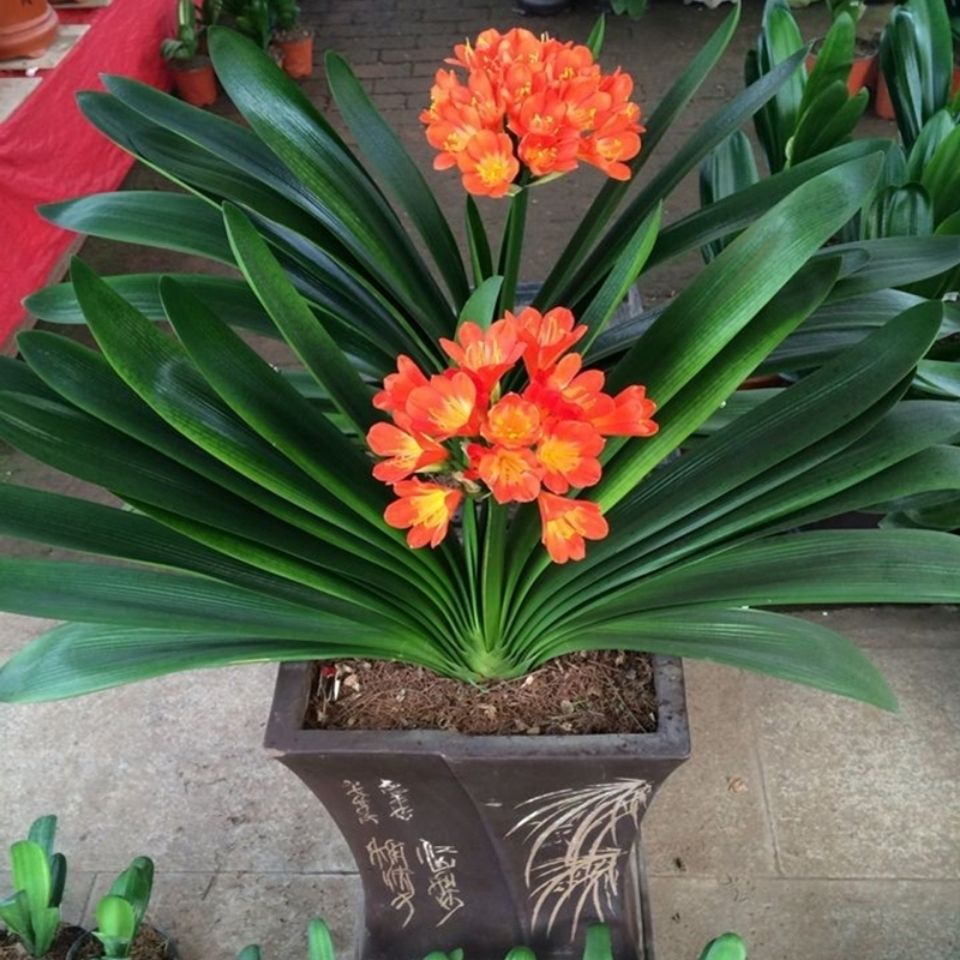 【东北鞍山精品】君子兰直销立板宽叶君子兰大苗室内花卉绿植