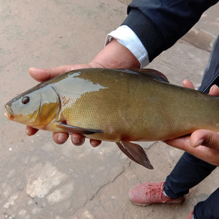 丁桂鱼苗四川本地附近鱼塘淡水养殖食用鱼欧洲丁鱥须鱼岁易养耐活