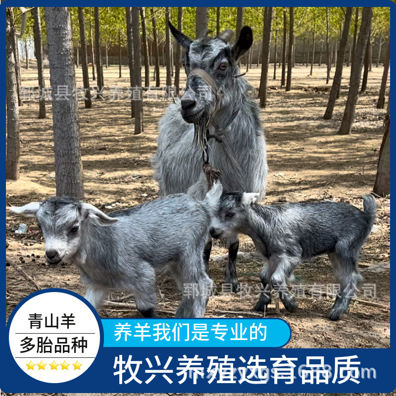 青山羊羊羔价格青山羊活体小羊鲁西南青山羊养殖场山东青山羊