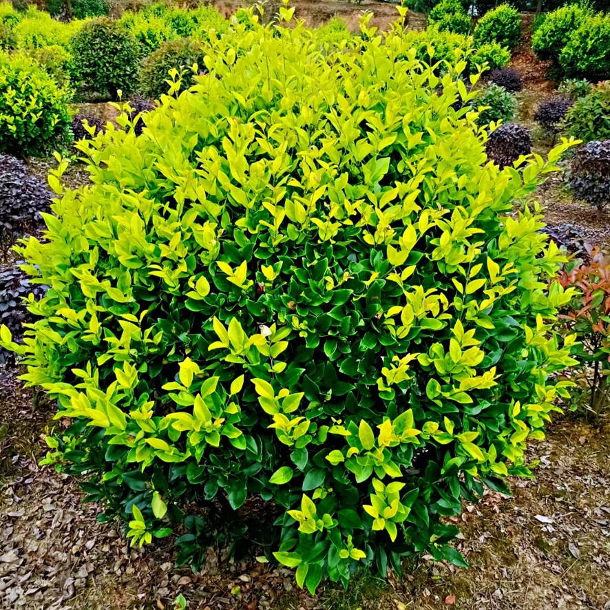 湖南供应金森女贞球绿化工程金森女贞球 直批欢迎订购 绿植