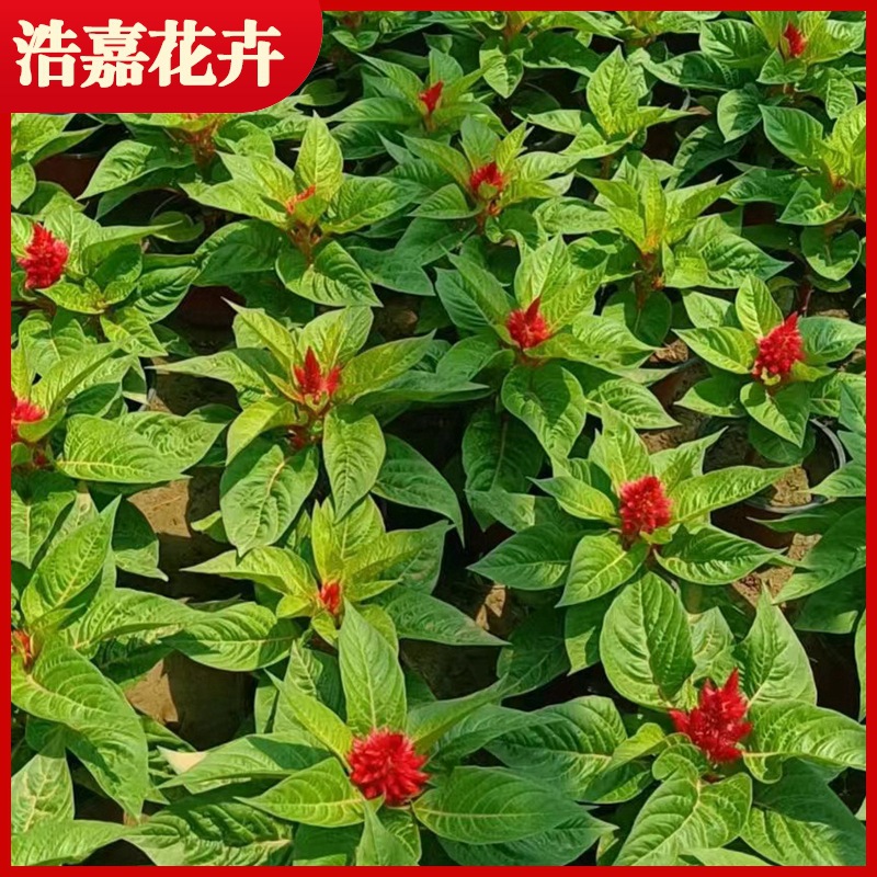 红叶一支笔盆栽 公园广场租摆花海绿化栽种盆栽时令草花 一支笔苗