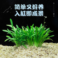 迷你小水兰草缸造景前景草新手入门阴性水草不用二氧化碳好养易活