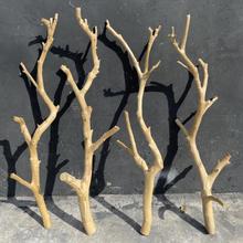 枝原木杈艺术干燥树枝枯枝枯木树干鸟架造型壁挂衣架悬吊式天花板