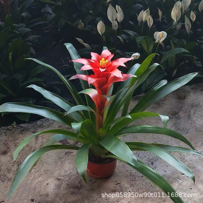 鸿运当头花卉盆栽植物凤梨花大苗四季常青室内好养水培开花绿植