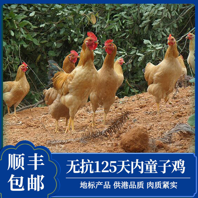 童子鸡冷冻