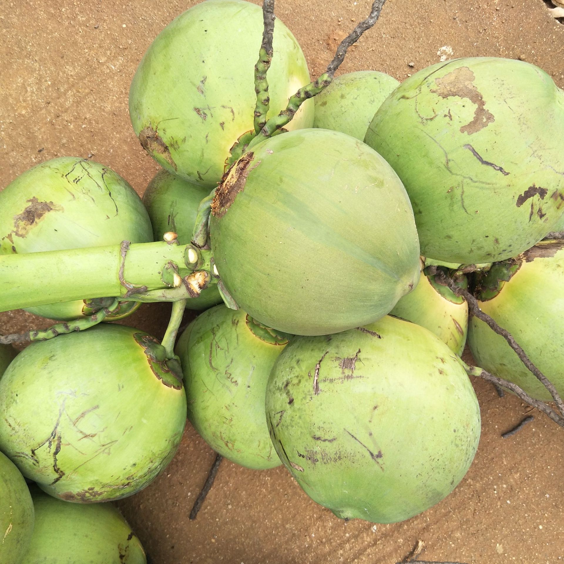 海南椰子带皮椰青新鲜椰子孕妇水果补羊水热带当季整箱7个装椰汁