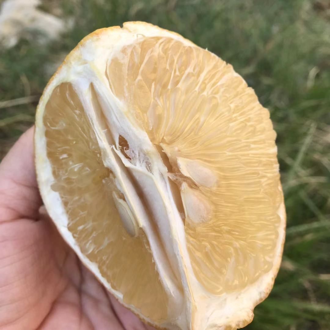 柚子葡萄柚福建琯溪白心葡萄柚当季鲜水果孕妇非红心蜜柚5斤代发