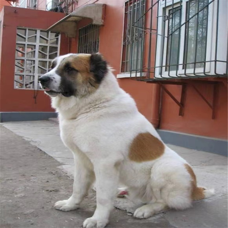 中亚牧羊犬活体纯种巨型中亚幼犬血统看家护院大型猛犬护卫犬小狗