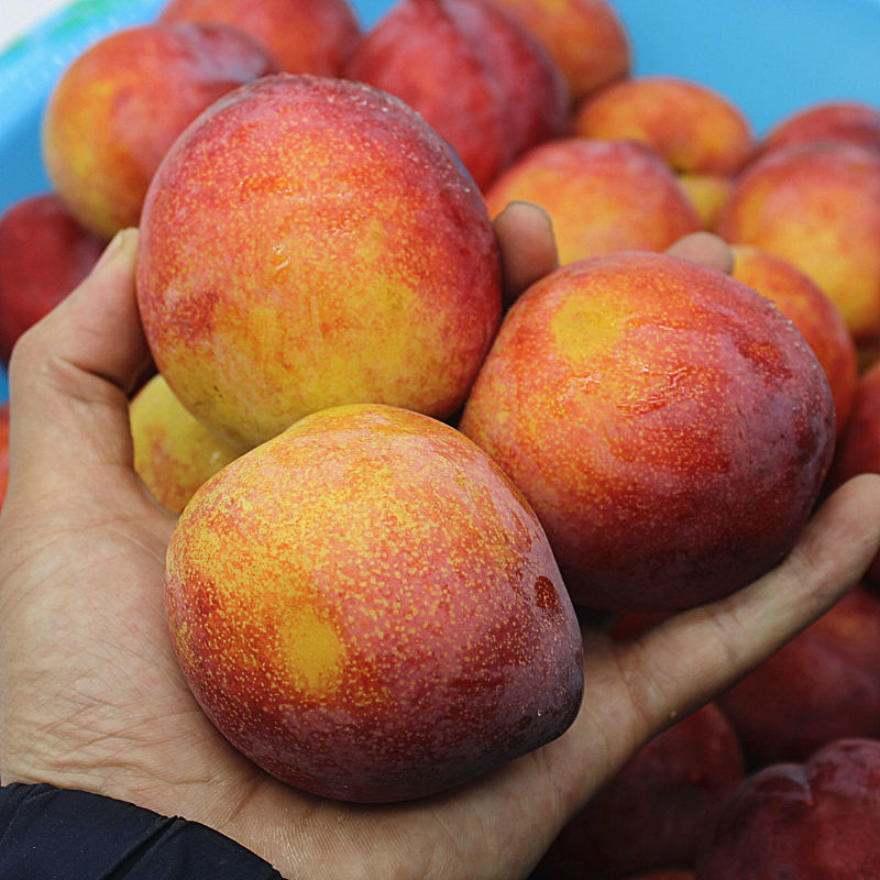 东北特产香蕉李子甜李子大红袍脱骨酸甜新鲜水果李子5斤整箱包邮