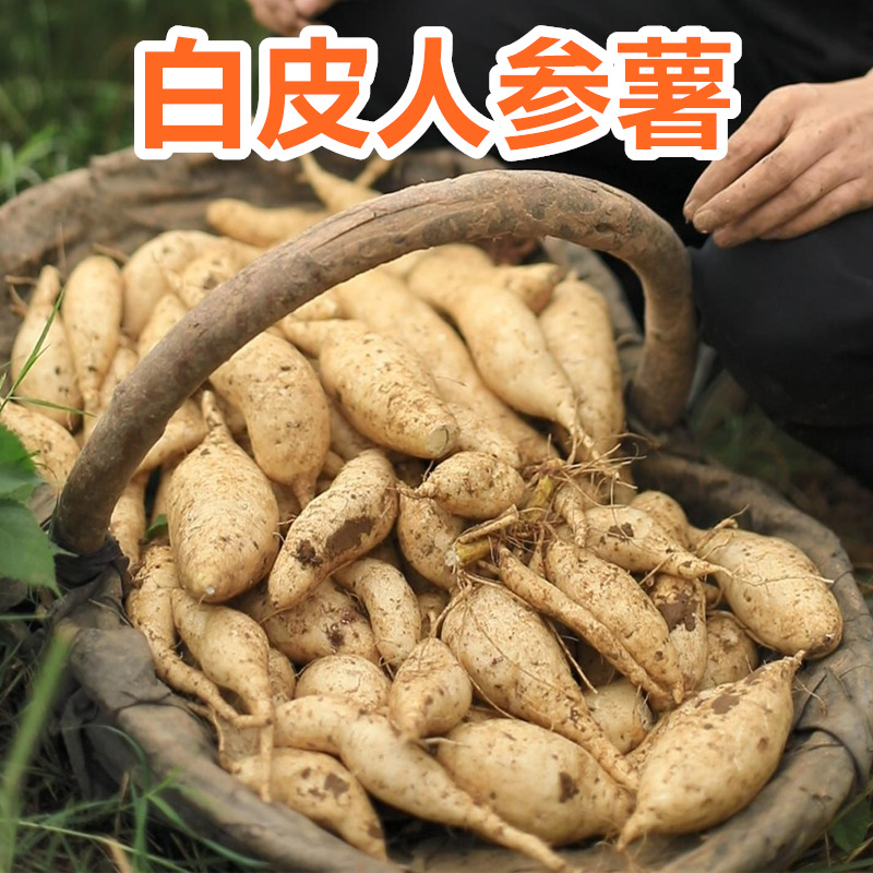 白皮人参薯5斤 白瓤牛奶红薯新鲜白薯白心白芯地瓜板栗番薯-阿里巴巴