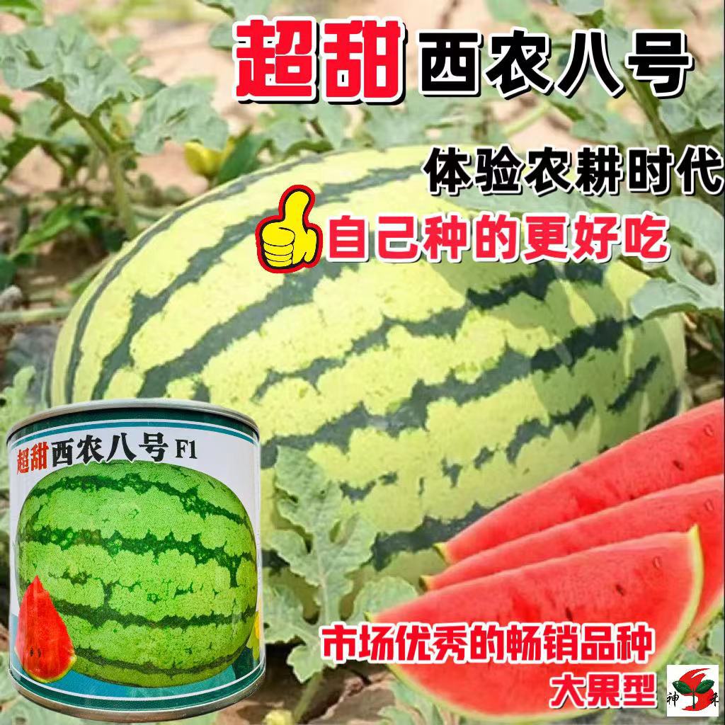 早熟8424麒麟西瓜种孑籽南方四季高产特大果懒汉超甜薄皮西瓜种子