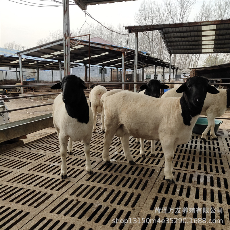 养殖杜泊羊多少钱 杜寒育肥绵羊价格 甘肃酒泉种羊养殖场-阿里巴巴
