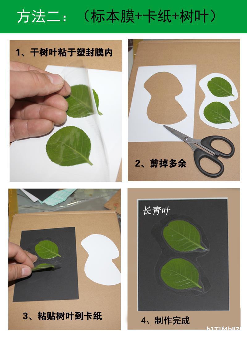 树叶塑封膜寸手工制作相片相纸植物书签冷表膜
