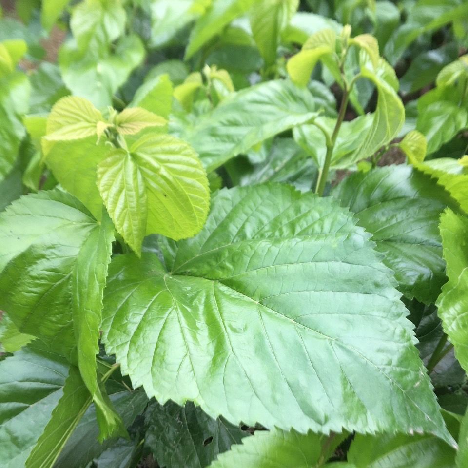 0成交0件蚕宝宝新鲜桑叶农家桑树叶子小蚕宝宝饲料食