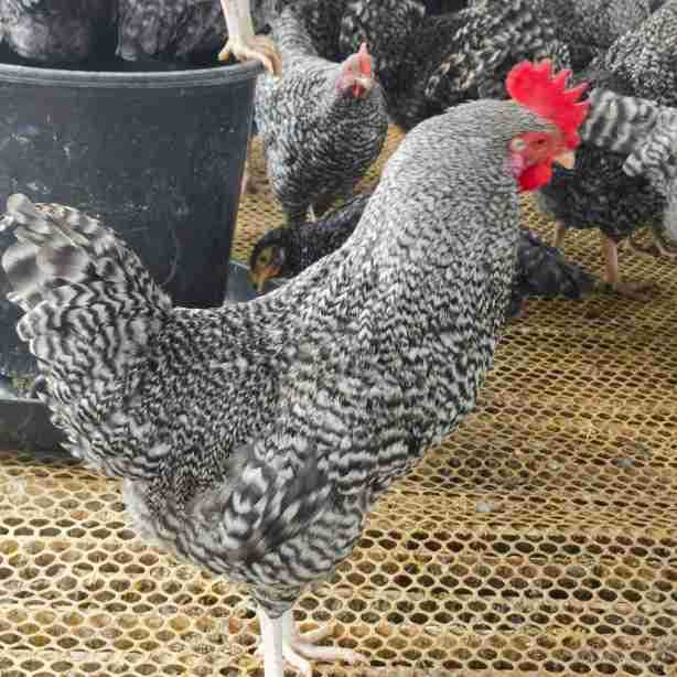 现货一斤左右芦花鸡产绿壳蛋脱温小鸡活体鸡苗正宗汶上芦花鸡
