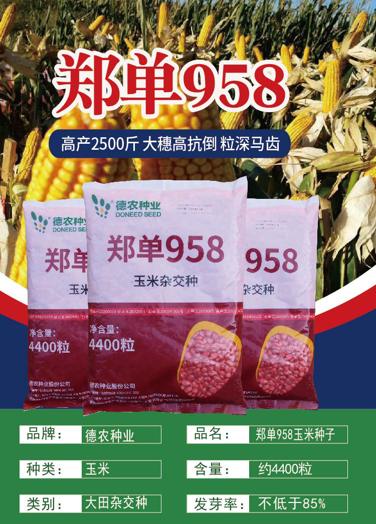 郑单958玉米种子农家大棒苞米种籽厂家批发抗倒伏耐旱产量高粮食