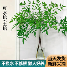 水培植物南天竹盆栽水养绿植室内外花卉客厅马醉木四季好养蓝天竹