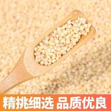 内蒙新米白高粱米农家食用去皮粘高粱米酿酒米普通高粱米一件代发