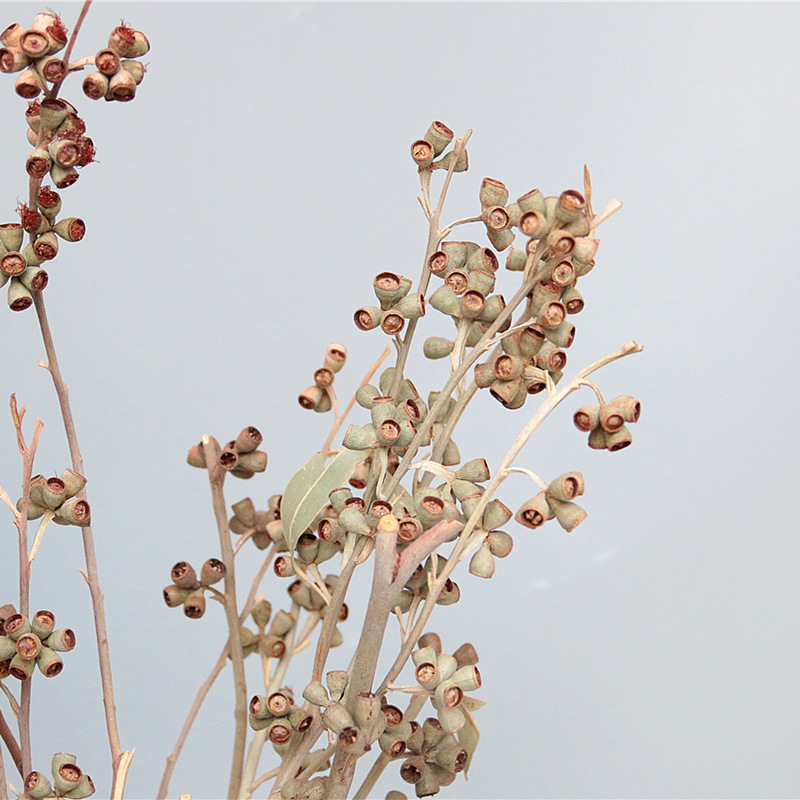 天然尤加利果僵尸果干花干果北欧ins橄榄服装店软装陈设豌豆射手