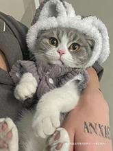 宠物小猫猫咪衣服防掉毛秋冬季四脚保暖兔子幼猫英短布偶秋冬装