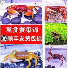 迷你可以养的小螃蟹水族箱爬行小动物家养鱼缸观赏可爱宠物淡水跨