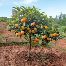 庭院观赏适合南北方种植大果枇杷树苗 江苏果树基地大果枇