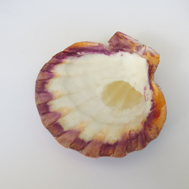 狮爪海扇蛤自然海贝 自然贝壳小摆件 扇贝贝壳鱼缸装饰 厂家批发