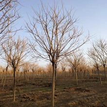 出售苗木、高杆黄金槐、金枝槐、金叶槐（8-15cm）等园林绿化苗木