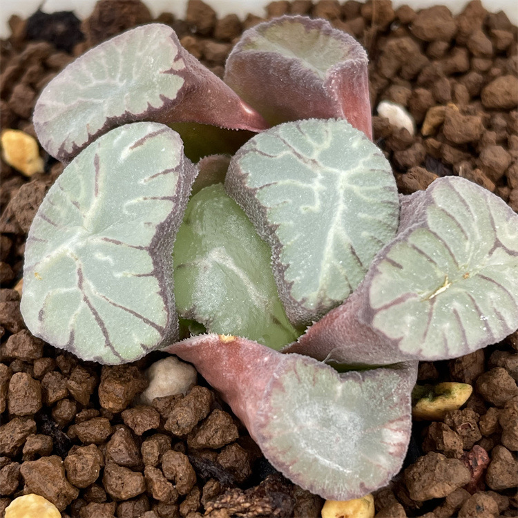 服务支付方式产品介绍基本信息植物名:火焰龙产品特点火焰龙万象喜