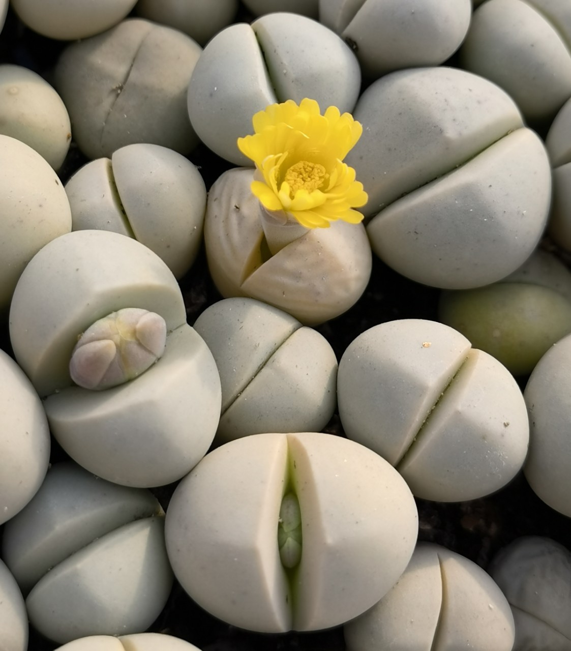 基地大棚直供春桃玉大母本开花株多肉植物花卉绿植小盆栽园艺室内