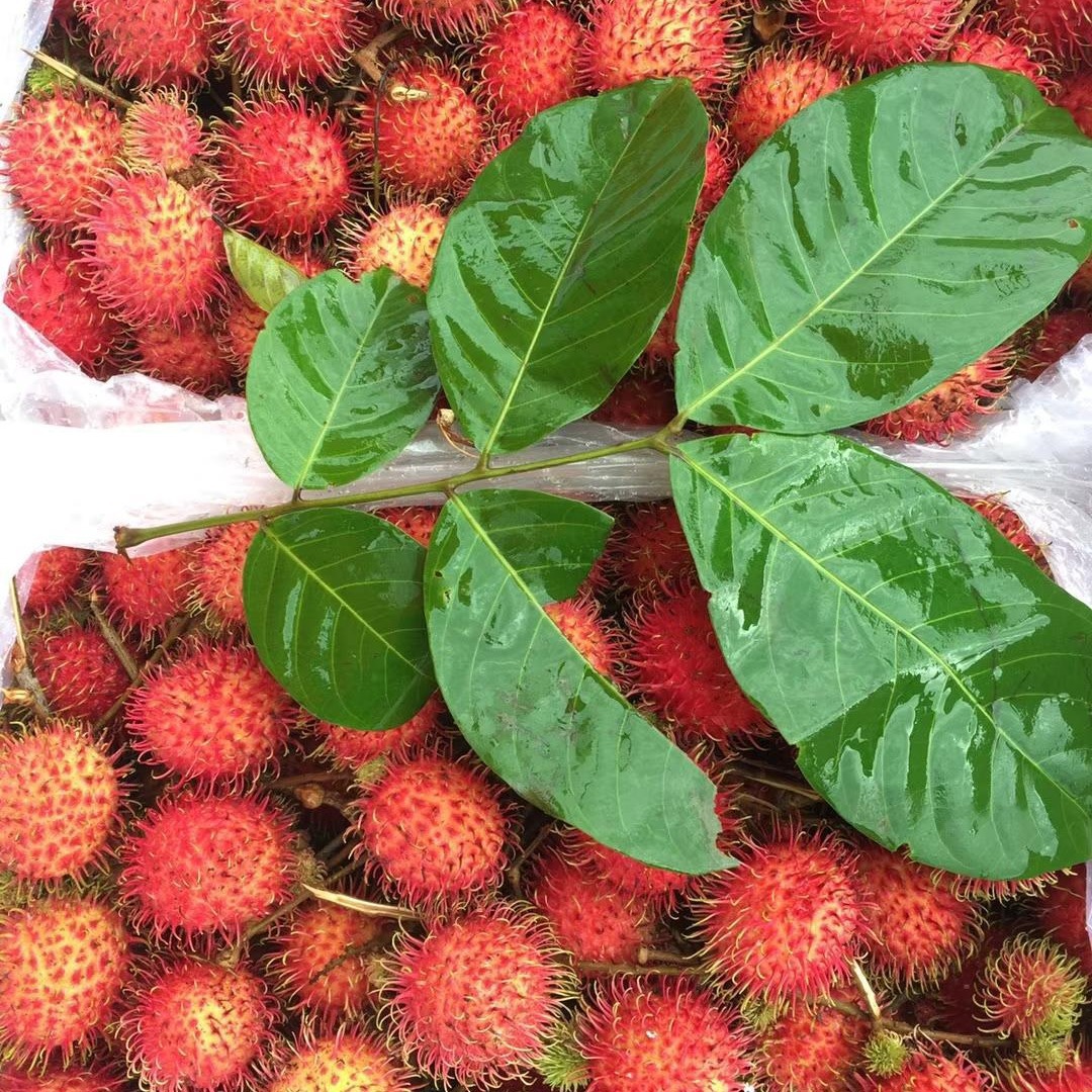 现货海南红毛丹净5斤整箱现摘新鲜水果包邮毛荔枝孕妇当季水果甜