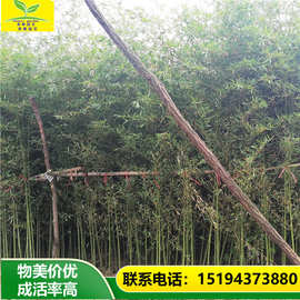 0成交0笔泰安市沭阳早园竹价格 青皮竹 四季种植 庭院景观竹子树苗