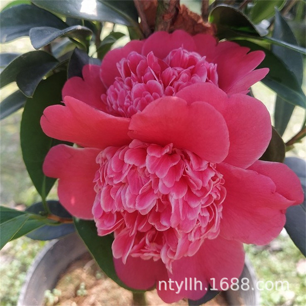 四季茶花夏日七心夏梦小璇衍平盆栽带花苞红色山茶花树苗鲜花绿植