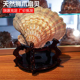 狮爪海扇贝地中海贝壳原材料海滩工艺品水族馆鱼缸装饰品造景摆件
