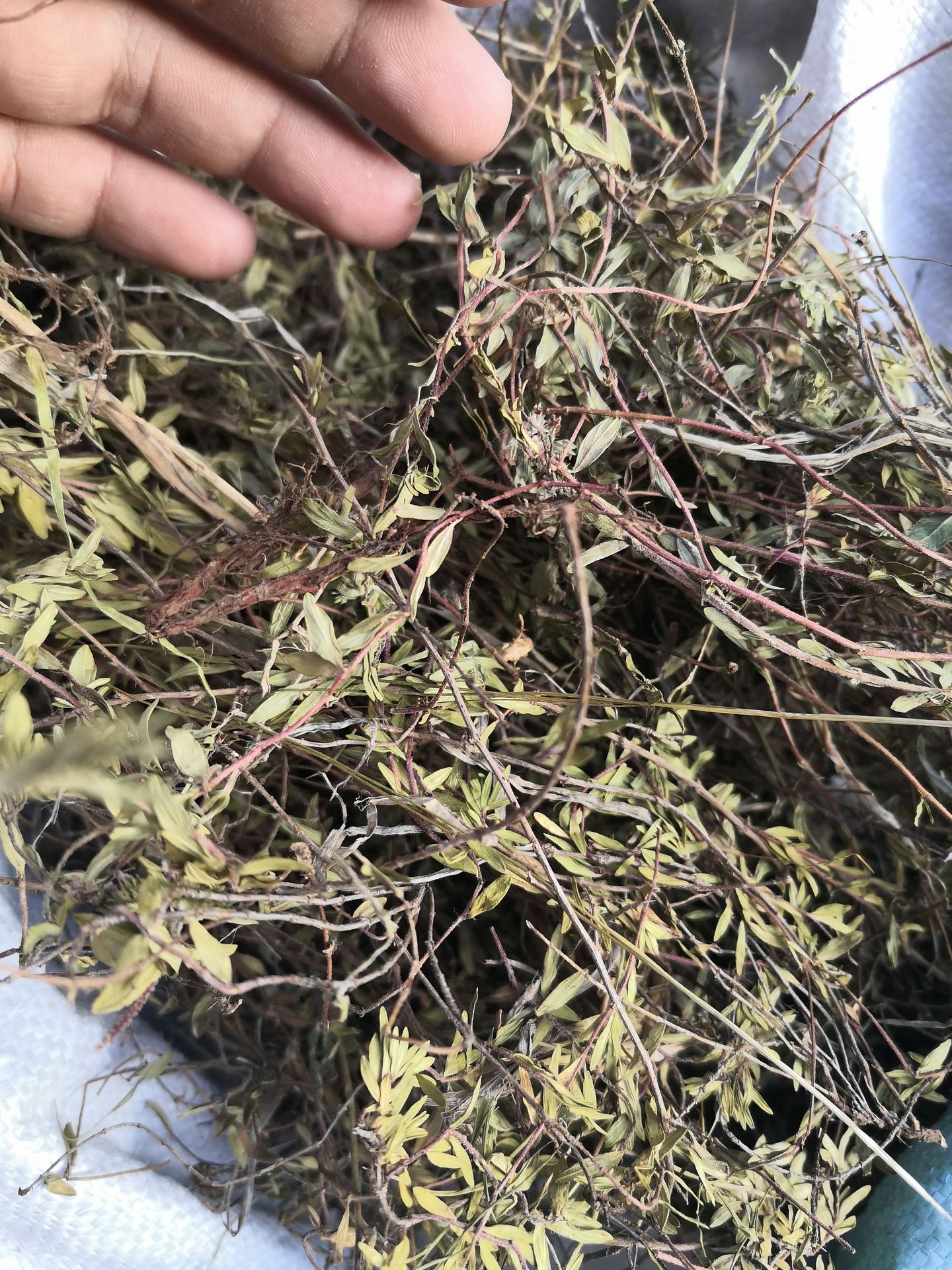 500g 百里香 国产货出口德国西餐调料地椒地花椒山椒山胡椒麝香草