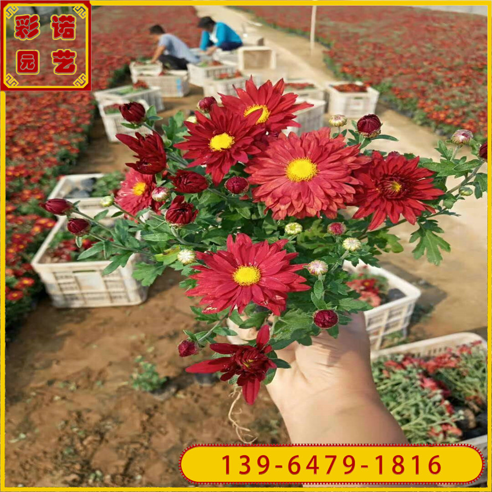 5成交0盆10月菊花苗品牌白木香苗奈李苗结香苗紫