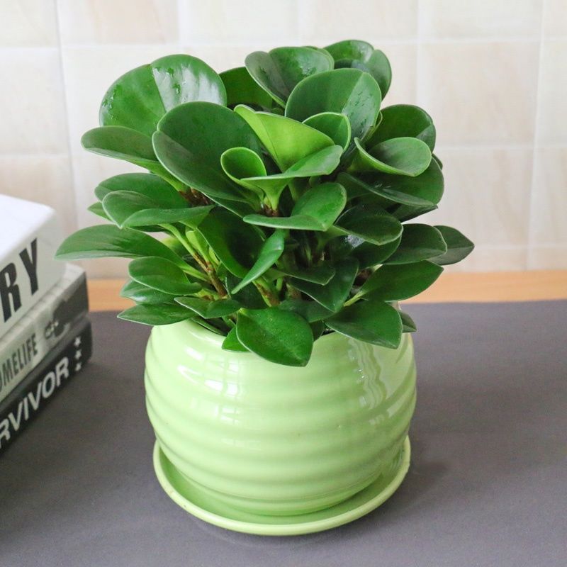 豆瓣绿盆栽 又名青叶碧玉 小型桌面绿植 办公室绿化