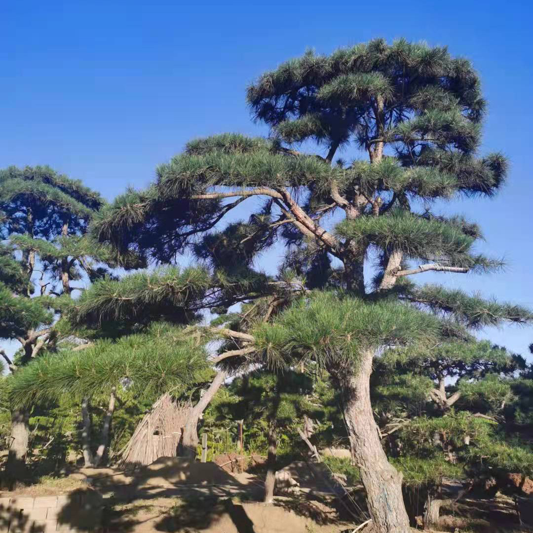 基地造型景松 园林绿化造型松批发泰山迎客松 多种规格造型松