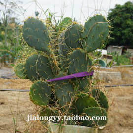 金武团扇 金黄刺仙人掌科属 庭院室内外景观盆栽园林展览沙生植物