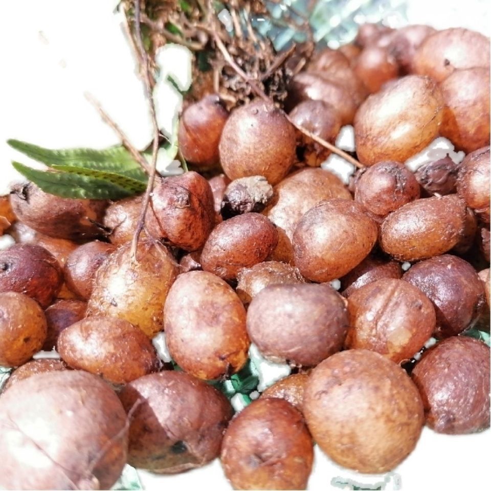 贵州纯野生山货 新鲜石黄皮 现挖精选肾蕨子 果化狗儿500g包邮