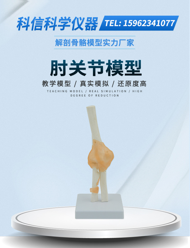肘关节模型人体骨骼解剖教具医药礼品骨头教学尺骨桡骨肱骨 正品