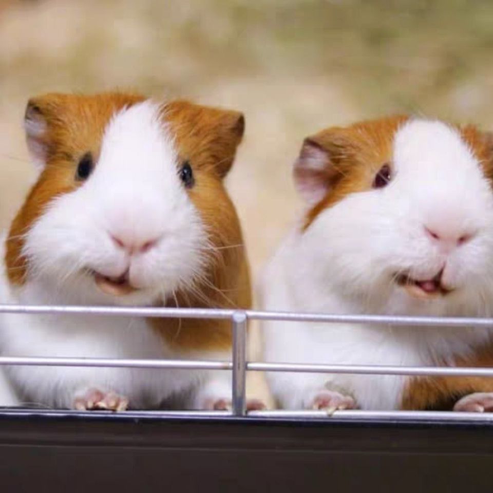 自家繁殖宠物短顺豚猪荷兰猪粮食活体猪猪彩豚荷兰鼠活物运输包活