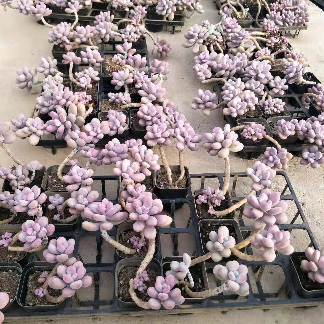 命运大桃蛋老桩大粗桩子悬崖桩秒杀桃之卵多肉植物大棚满38包邮